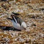 Snow Bunting.jpg