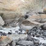 Purple Sandpiper.jpg