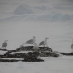 Glaucous Gulls.jpg