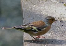 Chaffinch_PenningtonFlash.jpg