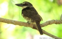 Endemic Sooty-capped Puffbird - Bucco noanamae 5 - Bocas del Atrato, Choco.JPG