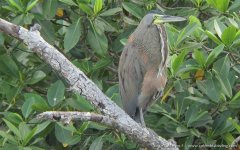 Bare-throated Tiger-Heron - Tigrisoma mexicanum 3 - Bocas del Atrato, Choco.JPG