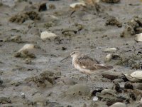 curlew sandpiper.jpg