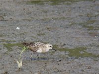 red-necked stint.jpg