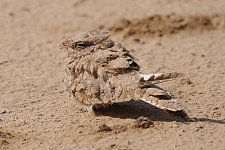 Egyptian_Nightjar.jpg