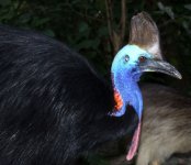 cassowary closeup.jpg