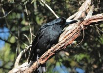 black butcherbird.jpg