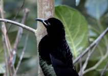 riflebird.jpg