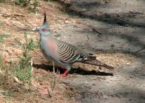 crested pigeon.jpg