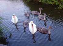 Mute Swans + Cygnets.jpg