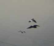 lapwings mobbing marsh harrier.jpg