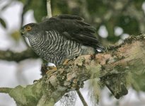 Madagascar Sparrowhawk 04.jpg