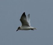 Img_9502_Tern.jpg