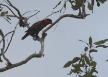 black capped lory.jpg