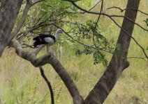 white headed shellduck.jpg