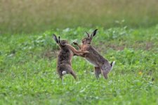 2012_07_08_Lagomorphs_BrownHares (2) (640x427).jpg