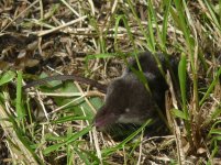 water shrew Strumpshaw.JPG