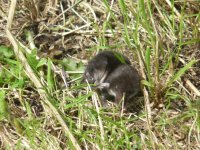 water shrew Strumpshaw with an itch.JPG