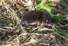 Shrew-1-small.jpg