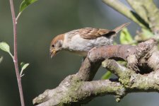 Tree Sparrow 120818 IMG_8419 WEB.jpg