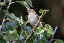 Tree Sparrow 120818 IMG_8425 WEB.jpg