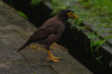 Common Myna.jpg