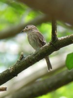 brown-streaked flycatcher.jpg