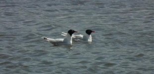 Med Gull Ad and 2 Summer.jpg