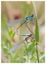 Damselflies.jpg