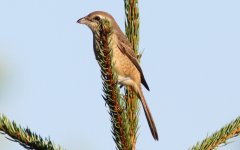 Brown Shrike.jpg