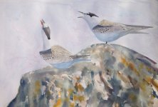 Begging Terns watercolour.jpg