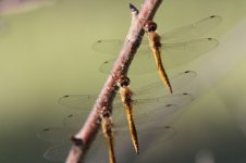 resting Dragonflies.jpg