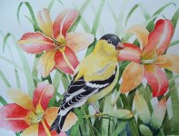 american goldfinch II.JPG