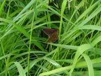 Ringlet.jpg