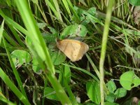 Meadow Brown.jpg