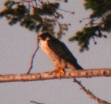 peregrine1.JPG