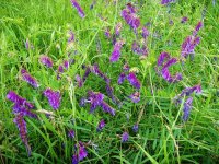 Tufted Vetch.jpg