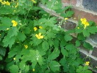 Greater Celendine.jpg