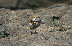 Kentish plover Fuerte.JPG