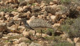 Houbara.JPG