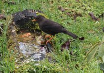 island thrush.jpg