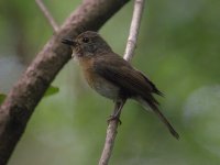 DSCN1298 Hainan Blue Flycatcher (f).jpg