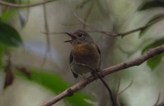 DSCN1274 Hainan Blue Flycatcher (f2).jpg