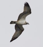 Osprey_MG_1946.jpg