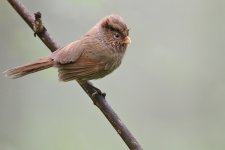 Brown-Parrotbill-(19).jpg