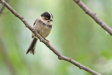 Black-browed-Tit-(1).jpg