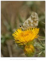 Oberthur'sGrizzledSkipper800.jpg