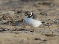 Ringed Plover_G9A0027.jpg