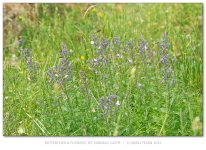 Butterflies&FlowersMainalo1427m800.jpg