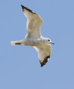 Common Gull_MG_6225.jpg